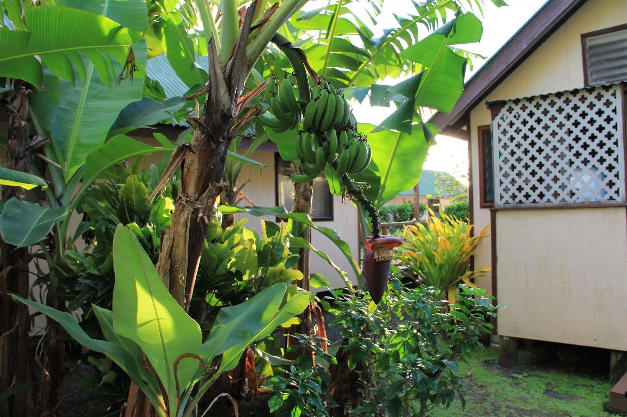 Aroko Bungalows Villa Avarua Eksteriør billede